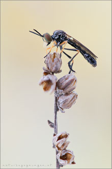 Dioctria longicornis ♂ - Kleine Habichtsfliege
