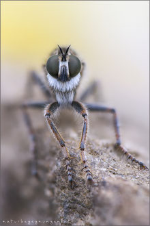 Antiphrisson trifarius ♀ - Südliche Raubfliege