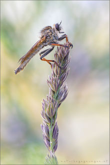 Echthistus rufinervis ♂ - Berserkerfliege