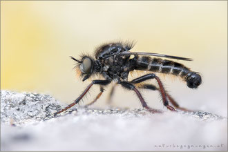 Cyrtopogon maculipennis ♂ - Gefleckte Makelfliege