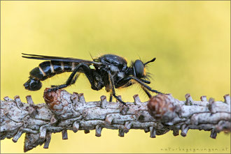 Choerades marginata ♂ - Gemeine Mordfliege  