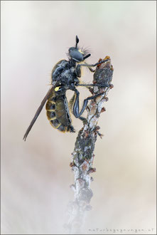 Choerades marginata ♀ - Gemeine Mordfliege 
