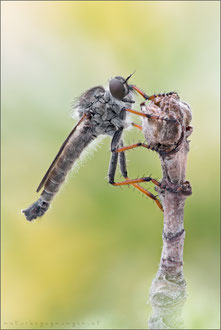 Antipalus varipes ♂ - Goldafterfliege