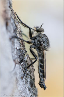 Machimus intermedius ♂ - Harpunen-Raubfliege