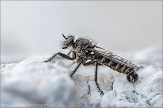Lasiopogon bellardii ♂ - Bellardi's Grauwicht 