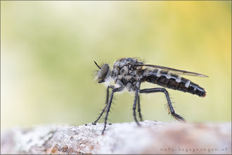 Cyrtopogon meyerduerii ♀ - Meyerdueri's Makelfliege