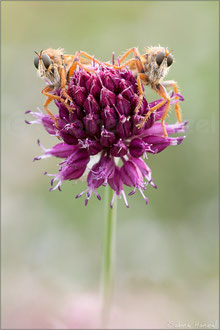Stenopogon sabaudus ♂+♀