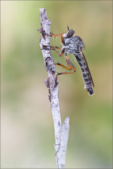 Neomochtherus pallipes ♂ - Striemen-Raubfliege