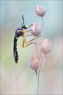Dioctria flavipennis ♂ - Östliche Habichtsfliege