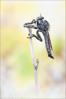Machimus cyanopus ♂ - Glanzafter Raubfliege