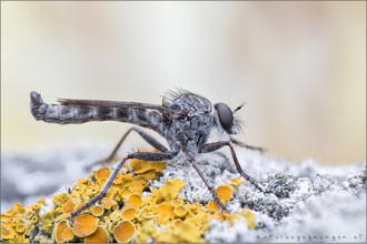 Tolmerus strandi ♂ - Strand's Raubfliege