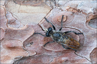 Choerades ignea ♀ - Zinnober-Mordfliege  