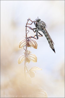 Tolmerus atricapillus ♀ - Gemeine Raubfliege 
