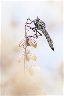 Tolmerus atricapillus ♀ - Gemeine Raubfliege 