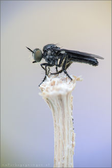 Holopogon dimidiatus ♀ - Kleine Rabaukenfliege