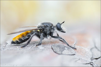 Choerades ignea ♀ - Zinnober-Mordfliege  