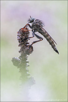 Tolmerus atricapillus ♀ - Gemeine Raubfliege 