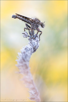 Erax barbatus ♂ - Frühlings-Raubfliege  