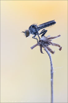 Holopogon fumipennis ♂ - Braune Rabaukenfliege 