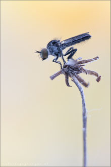 Holopogon fumipennis ♂ - Braune Rabaukenfliege 