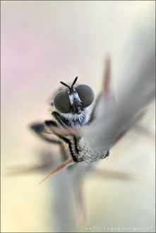 Choerades fimbriata ♂ - Fransen-Mordfliege 