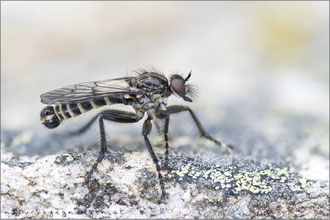 Lasiopogon montanus ♂ - Gezähnter Grauwicht
