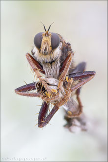 Asilus crabroniformis ♂ - Hornissen-Raubfliege 