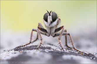 Antiphrisson trifarius ♀ - Südliche Raubfliege