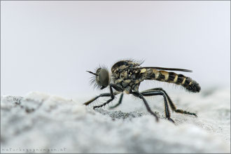 Cyrtopogon lateralis ♂ - Kleine Makelfliege