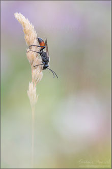 Heuschreckensandwespe (sphex funerarius)