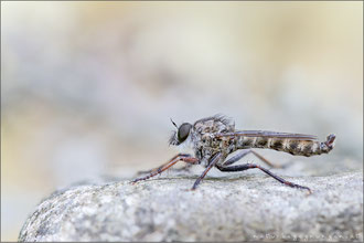 Tolmerus micans ♂ - Marmorierte Raubfliege  