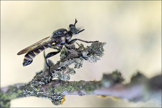Choerades fimbriata ♂ - Fransen-Mordfliege 