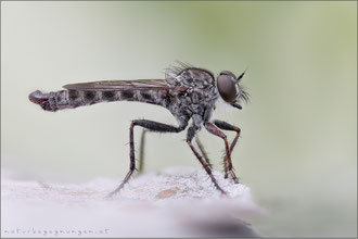 Tolmerus strandi ♂ - Strand's Raubfliege