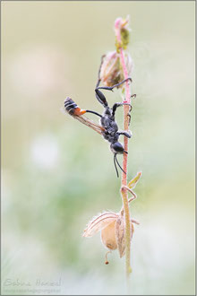 Sandwespe (prionyx kirbii)