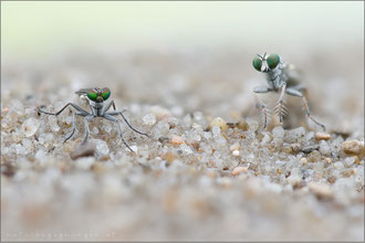 Stichopogon barbistrellus ♀ und Stichopogon elegantulus ♀