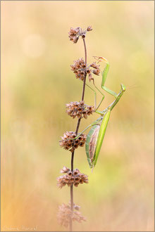 Europäische Gottesanbeterin ♀ (mantis religiosa)