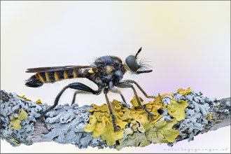 Choerades fimbriata ♂ - Fransen-Mordfliege