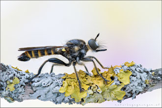 Choerades fimbriata ♂ - Fransen-Mordfliege