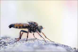 Cyrtopogon ruficornis ♂ - Große Makelfliege 