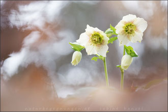 Schneerose (helleborus niger)