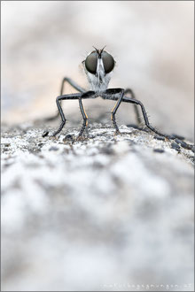 Neomochtherus alpinus ♂ - Alpen-Raubfliege 