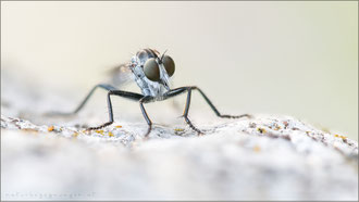 Neomochtherus alpinus ♂ - Alpen-Raubfliege 