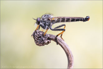 Neoitamus cyanurus ♂ - Gemeiner Strauchdieb