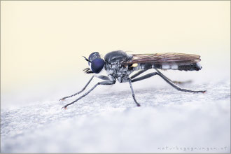 Stichopogon albofasciatus ♂ - Großer Sandwicht