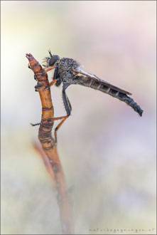 Pamponerus germanicus ♂ - Alabasterfliege 
