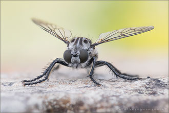 Cyrtopogon meyerduerii ♀ - Meyerdueri's Makelfliege