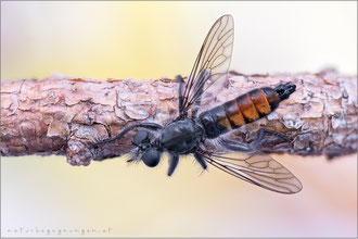 Choerades gilva ♂ - Karminrote-Mordfliege