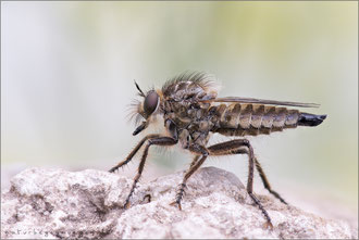 Dysmachus trigonus ♀ - Säbel-Raubfliege