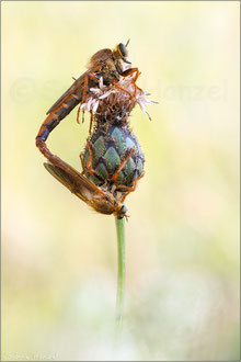 Stenopogon sabaudus ♂+♀