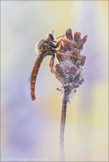 Stenopogon sabaudus ♂